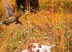 Dog in Georgia quail hunt