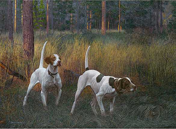 Quail Hunting Dogs