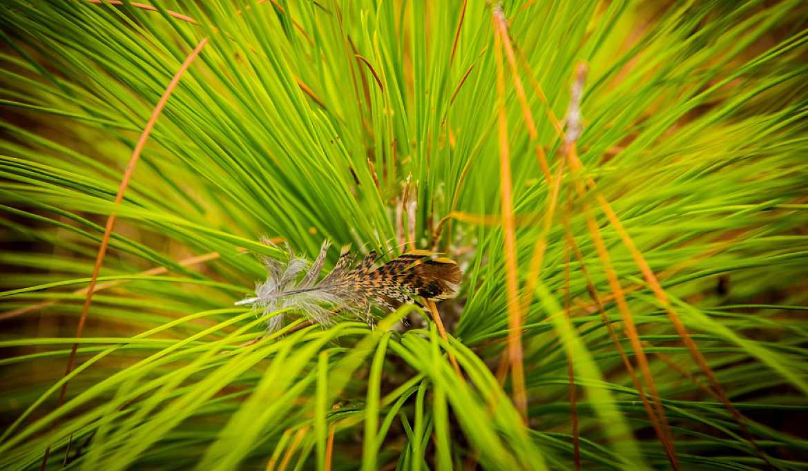 Quail Hunting Season Rio Piedra Plantation