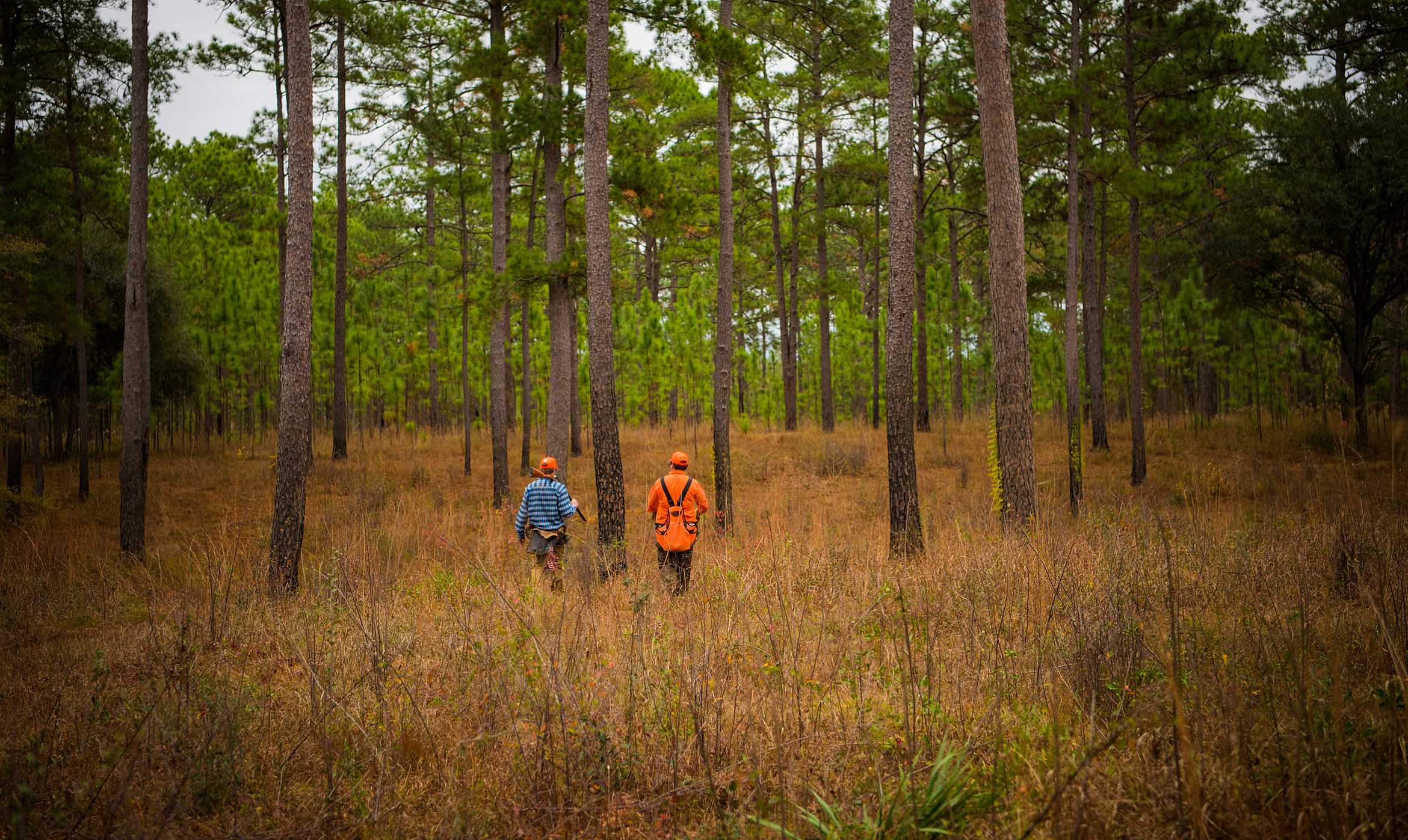 Georgia Quail Hunting Season | Rio Piedra Plantation