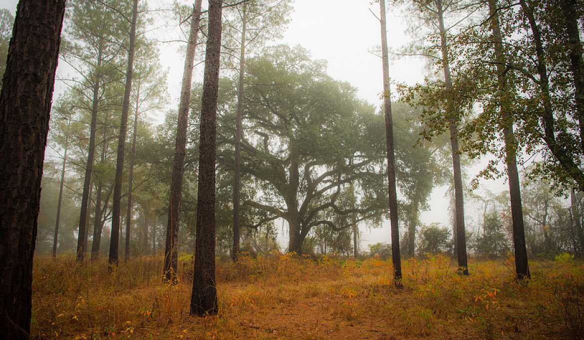 Quail Hunting Season Rio Piedra Plantation